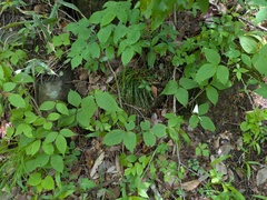 Clematis tosaensis, photograph Timur Kalininsky, CC BY, iNaturalist via GBIF