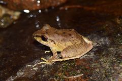 Pristimantis malkini