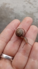 Bradybaena similaris image