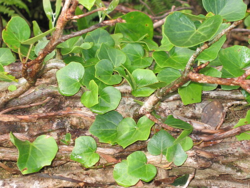 Hedera azorica (Hedera azorica)