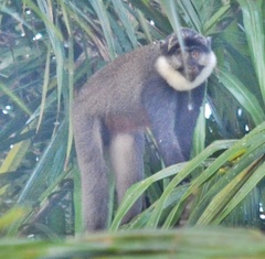 Cercopithecus erythrogaster erythrogaster