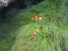 Amphiprion percula