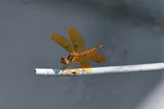 Perithemis tenera