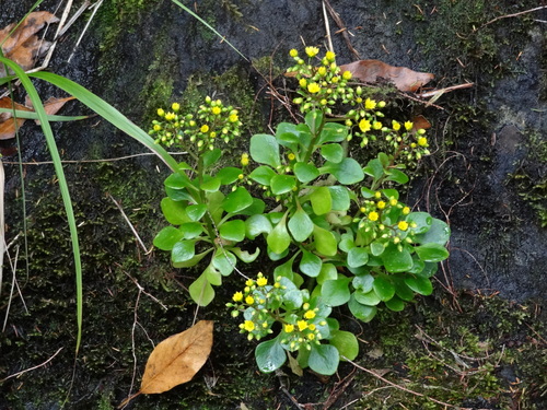Aichryson divaricatum