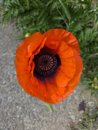Papaver orientale iNat (1)