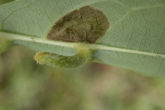 Craneiobia tuba