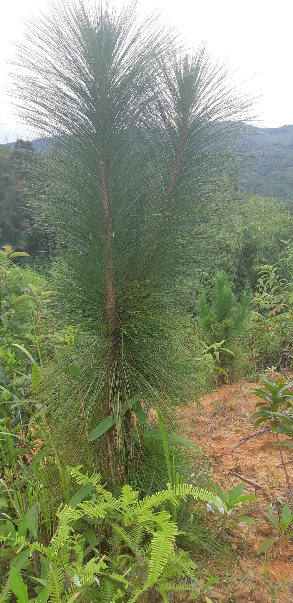 Pinus merkusii — ảnh 2