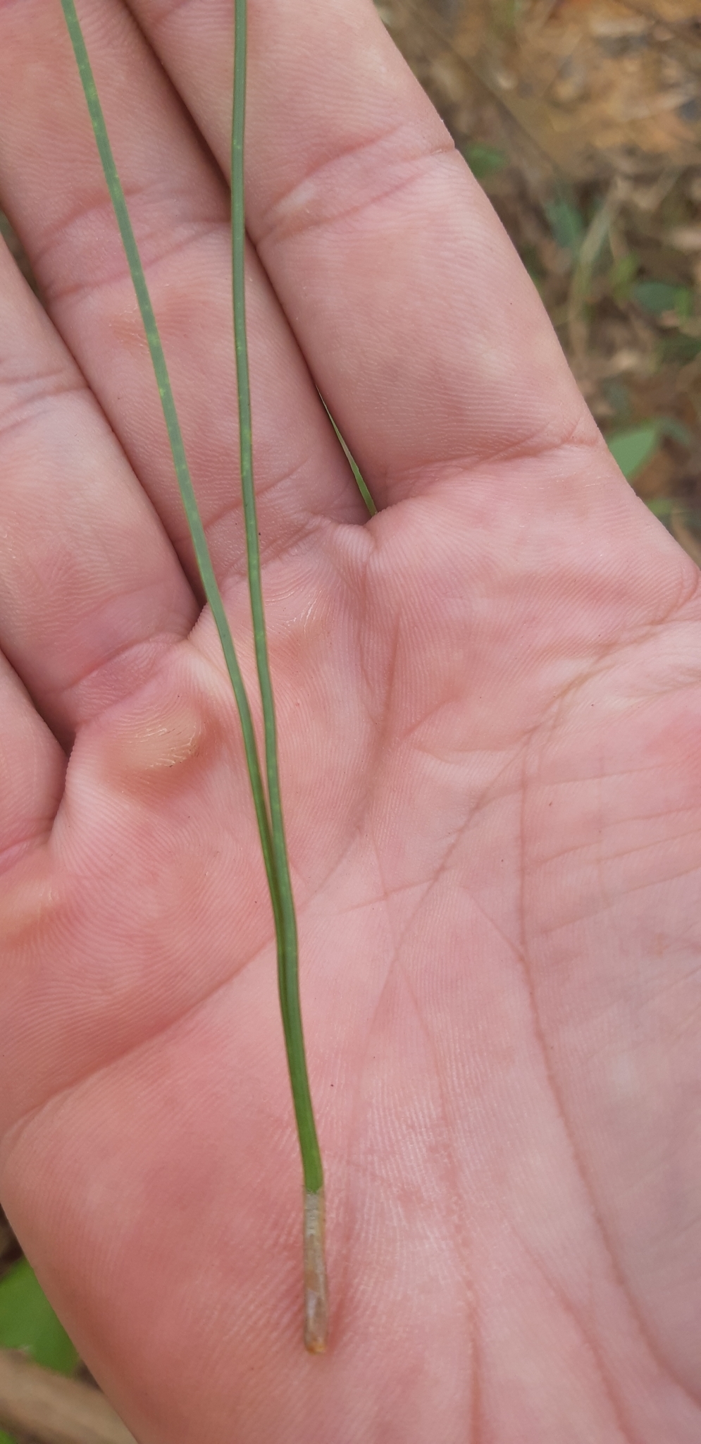 Pinus merkusii — ảnh 3