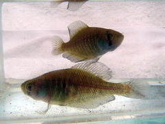 Austrolebias bellottii