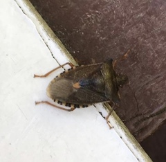 Pentatoma rufipes