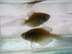 Austrolebias bellottii
