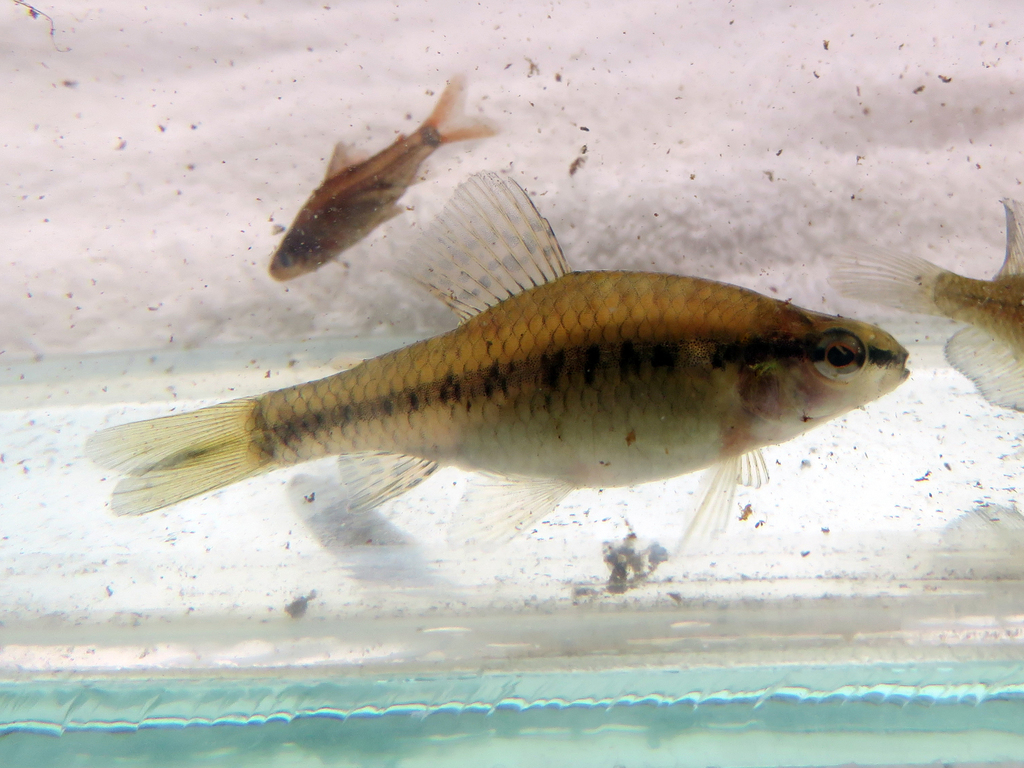 Rachow's darter characin (Characidium rachovii) — Crenuchidae