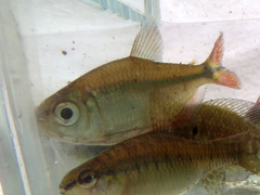 Hyphessobrycon anisitsi