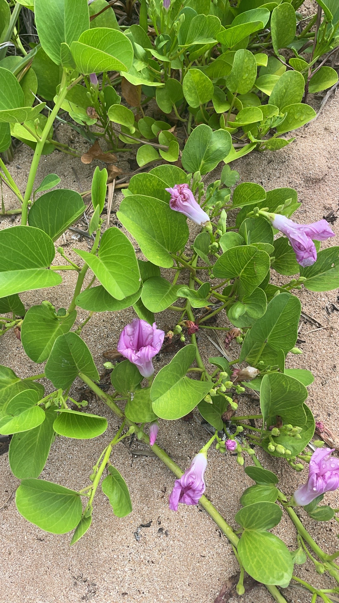 Ipomoea pes-caprae