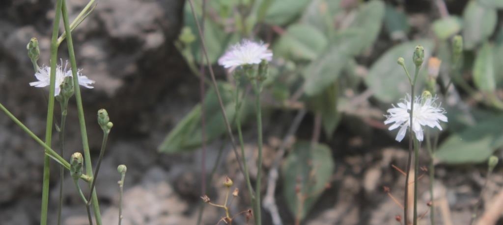 Pinaropappus multicaulis