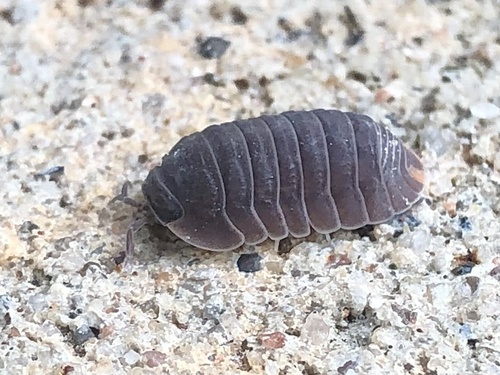 Little Sea Pill Woodlouse