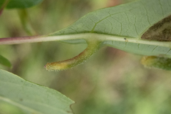 Craneiobia tuba