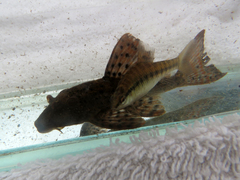 Hypostomus
