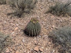 Ferocactus wislizeni