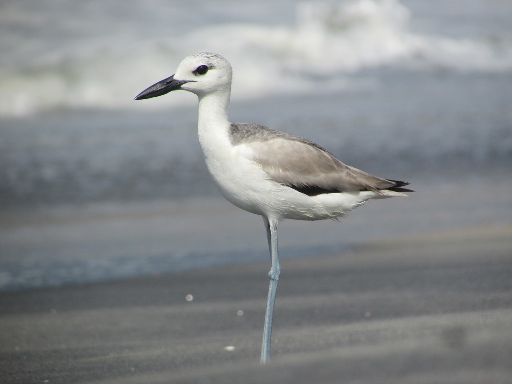 Shorebirds and Allies