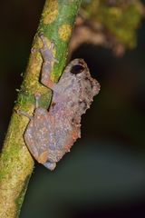 Pristimantis brevicrus