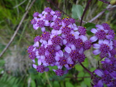 Pericallis aurita image