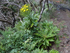 Sonchus fruticosus image