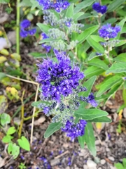 Caryopteris × clandonensis