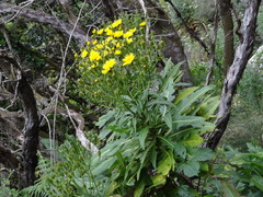 Sonchus fruticosus image