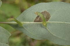Craneiobia tuba