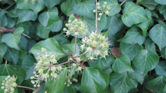 Irish Ivy (Hedera hibernica)