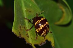 Platyphora fulvicornis