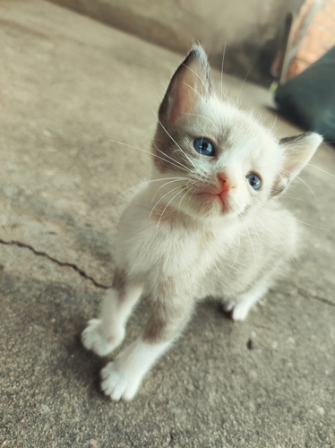Domestic Cat