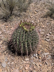 Ferocactus wislizeni