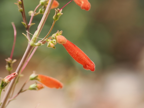 Penstemon havardii, photograph 5