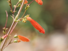 Penstemon havardii, photograph (c) Joseph Aubert, some rights reserved (CC BY)