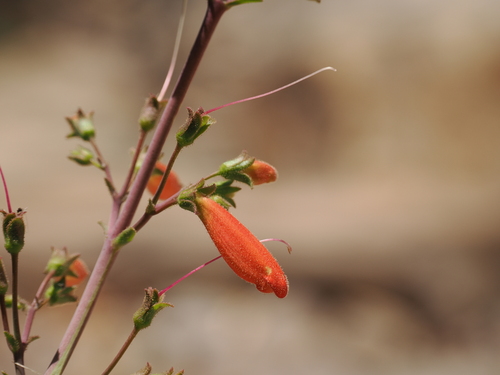 Penstemon havardii, photograph 6