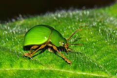 Platyphora albovirens