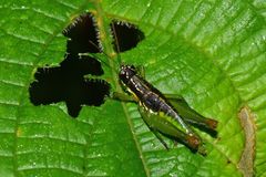 Liebermannacris dorsualis