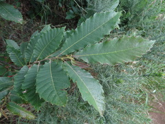 Castanea sativa image