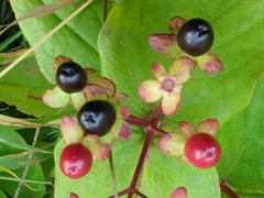 Hypericum inodorum