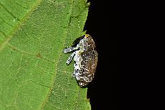 Peridinetus irroratus