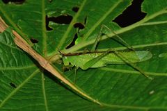 Melanophoxus brunneri