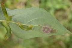 Craneiobia tuba