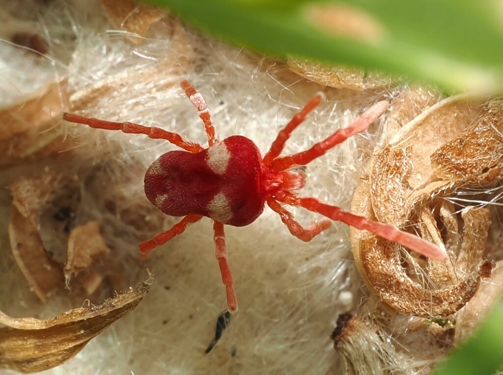 Paratrombium quadrimaculatum