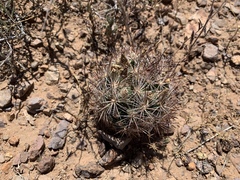 Echinomastus intertextus dasyacanthus