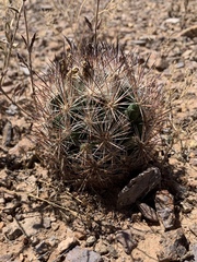 Echinomastus intertextus dasyacanthus