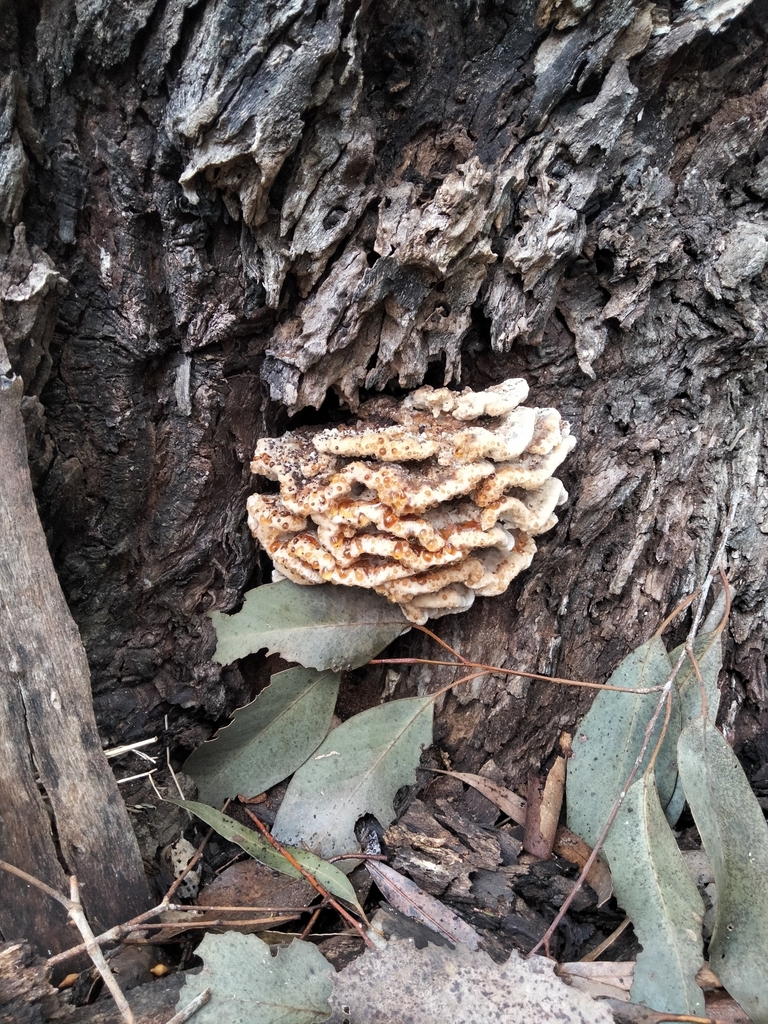 Ryvardenia campyla · May 2025 · photo: © plantlookymagee (iNaturalist, cc-by)