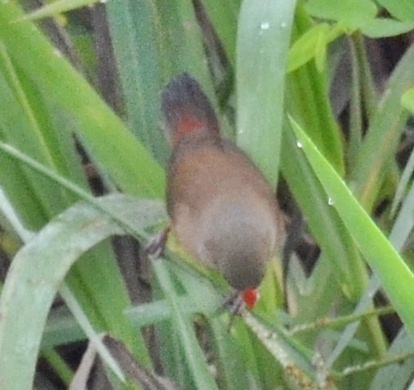 Anambra Waxbill