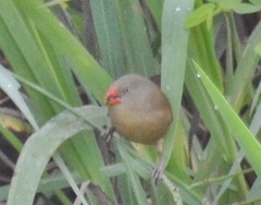 Estrilda poliopareia